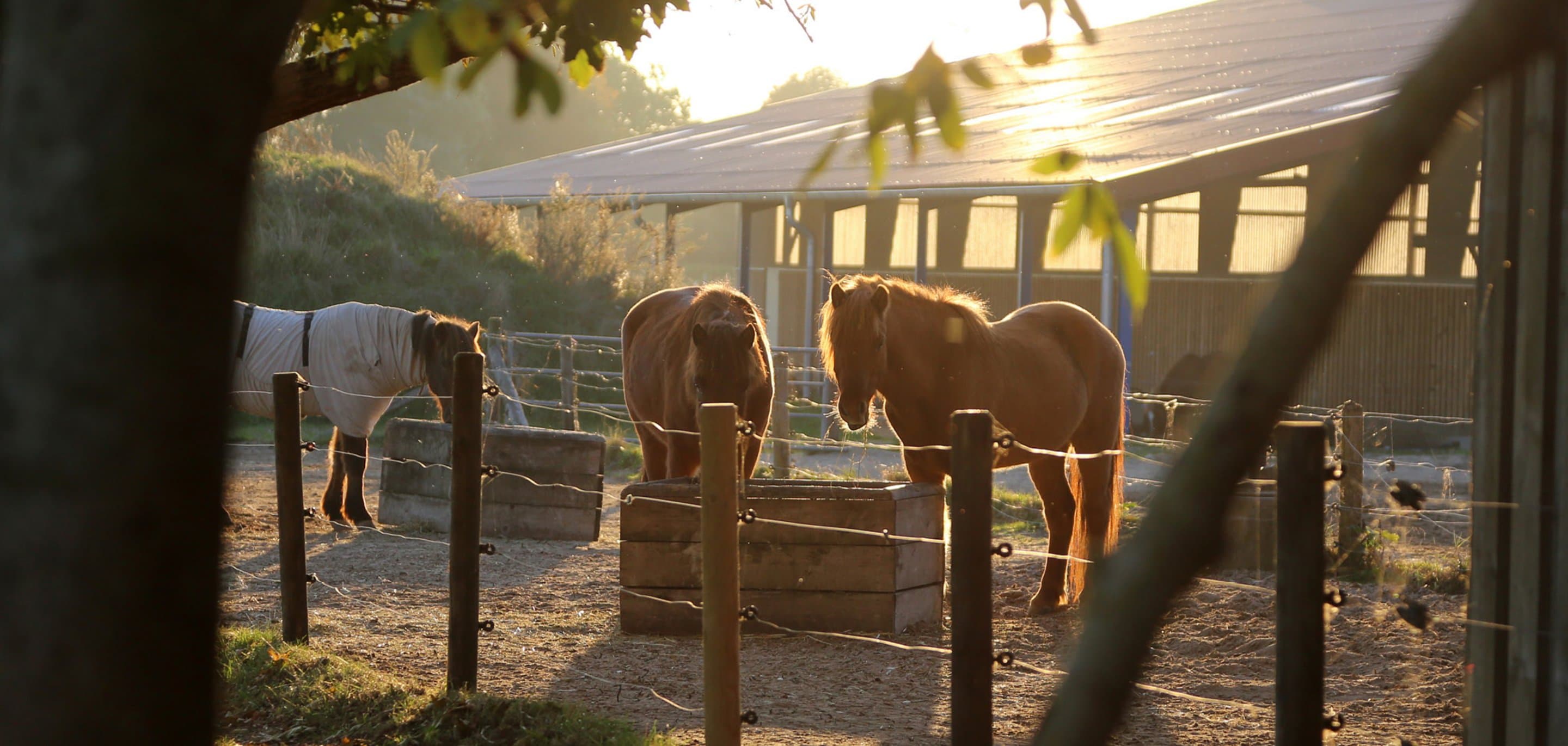 Hinter Zweigen und einem Zaun stehen drei Ponys an hölzernen Trögen.